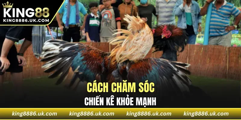Cách chăm sóc chiến kê khỏe mạnh