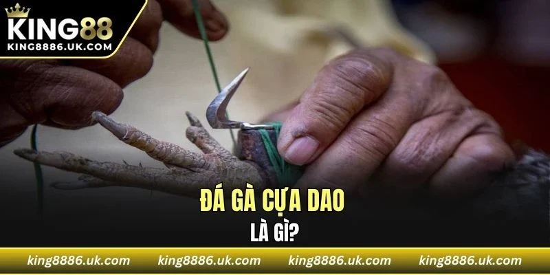 Cuộc so tài của những chiến kê